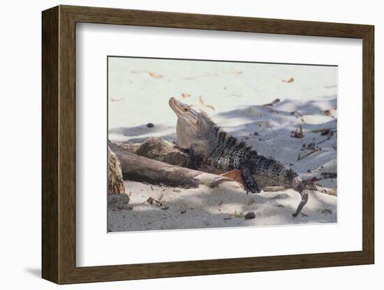 Iguana-DLILLC-Framed Photographic Print