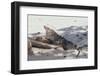 Iguana-DLILLC-Framed Photographic Print