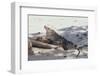 Iguana-DLILLC-Framed Photographic Print