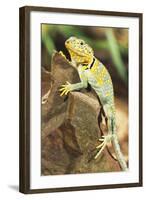 Iguana-null-Framed Photographic Print