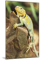 Iguana-null-Mounted Photographic Print