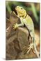 Iguana-null-Mounted Photographic Print