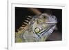 Iguana-null-Framed Photographic Print