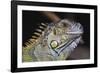 Iguana-null-Framed Photographic Print