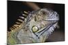 Iguana-null-Mounted Photographic Print