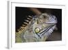 Iguana-null-Framed Photographic Print