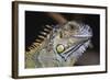 Iguana-null-Framed Photographic Print