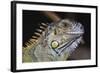 Iguana-null-Framed Photographic Print