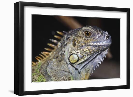 Iguana-null-Framed Photographic Print