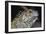 Iguana-null-Framed Photographic Print