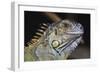 Iguana-null-Framed Photographic Print