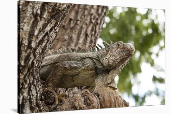 Iguana-Michele Westmorland-Stretched Canvas