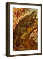 Iguana-F.W. Kuhnert-Framed Art Print