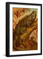 Iguana-F.W. Kuhnert-Framed Art Print