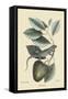 Iguana-Mark Catesby-Framed Stretched Canvas