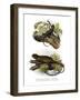 Iguana-null-Framed Giclee Print