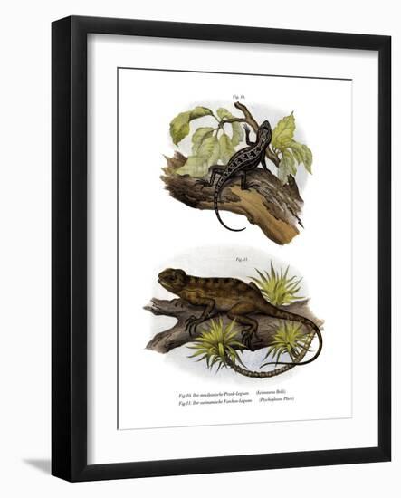 Iguana-null-Framed Giclee Print