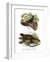 Iguana-null-Framed Giclee Print