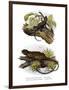 Iguana-null-Framed Premium Giclee Print