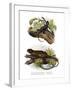 Iguana-null-Framed Giclee Print