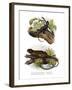 Iguana-null-Framed Giclee Print