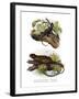 Iguana-null-Framed Giclee Print