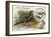 Iguanadon and Iguana Tuberinlata-null-Framed Giclee Print