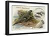 Iguanadon and Iguana Tuberinlata-null-Framed Giclee Print