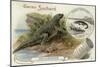 Iguanadon and Iguana Tuberinlata-null-Mounted Giclee Print