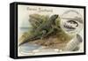 Iguanadon and Iguana Tuberinlata-null-Framed Stretched Canvas