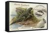 Iguanadon and Iguana Tuberinlata-null-Framed Stretched Canvas