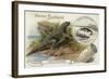 Iguanadon and Iguana Tuberinlata-null-Framed Giclee Print