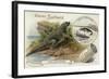 Iguanadon and Iguana Tuberinlata-null-Framed Giclee Print