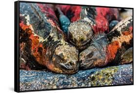 Iguanas, Espanola Island, Galapagos Islands, Ecuador, South America-Laura Grier-Framed Stretched Canvas