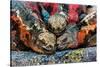 Iguanas, Espanola Island, Galapagos Islands, Ecuador, South America-Laura Grier-Stretched Canvas