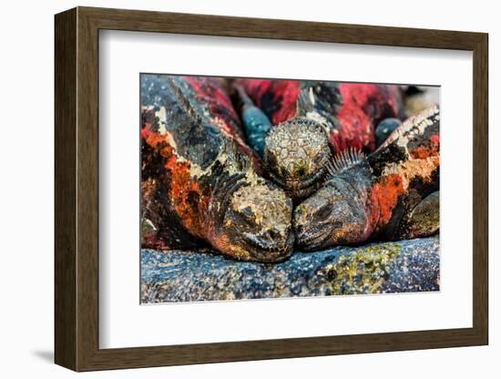 Iguanas, Espanola Island, Galapagos Islands, Ecuador, South America-Laura Grier-Framed Photographic Print