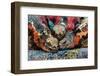 Iguanas, Espanola Island, Galapagos Islands, Ecuador, South America-Laura Grier-Framed Photographic Print