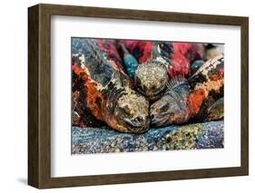 Iguanas, Espanola Island, Galapagos Islands, Ecuador, South America-Laura Grier-Framed Photographic Print