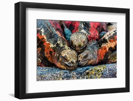 Iguanas, Espanola Island, Galapagos Islands, Ecuador, South America-Laura Grier-Framed Photographic Print