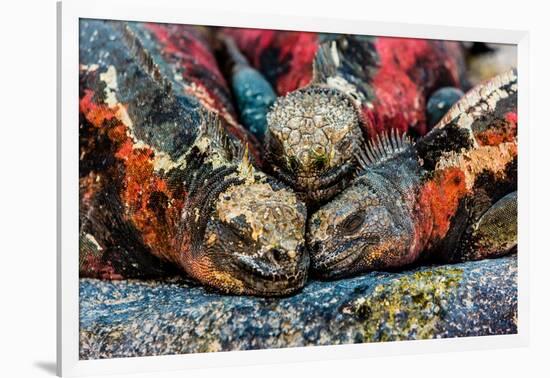 Iguanas, Espanola Island, Galapagos Islands, Ecuador, South America-Laura Grier-Framed Photographic Print