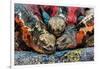 Iguanas, Espanola Island, Galapagos Islands, Ecuador, South America-Laura Grier-Framed Photographic Print