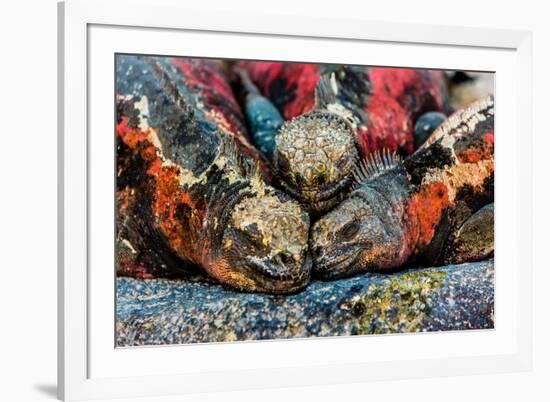 Iguanas, Espanola Island, Galapagos Islands, Ecuador, South America-Laura Grier-Framed Photographic Print