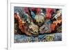 Iguanas, Espanola Island, Galapagos Islands, Ecuador, South America-Laura Grier-Framed Photographic Print