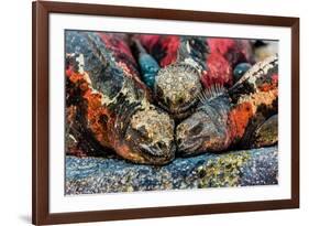 Iguanas, Espanola Island, Galapagos Islands, Ecuador, South America-Laura Grier-Framed Photographic Print