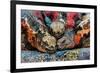 Iguanas, Espanola Island, Galapagos Islands, Ecuador, South America-Laura Grier-Framed Photographic Print