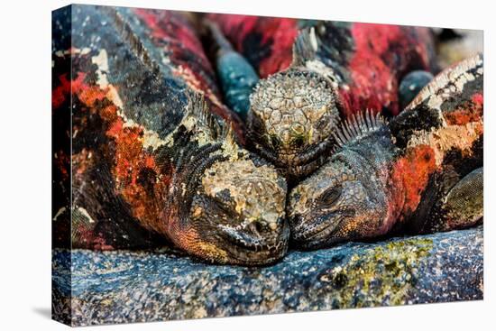 Iguanas, Espanola Island, Galapagos Islands, Ecuador, South America-Laura Grier-Stretched Canvas