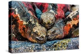 Iguanas, Espanola Island, Galapagos Islands, Ecuador, South America-Laura Grier-Stretched Canvas