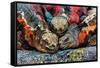 Iguanas, Espanola Island, Galapagos Islands, Ecuador, South America-Laura Grier-Framed Stretched Canvas