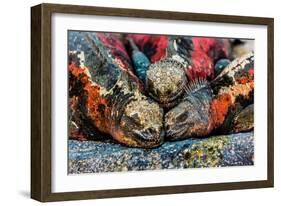 Iguanas, Espanola Island, Galapagos Islands, Ecuador, South America-Laura Grier-Framed Photographic Print