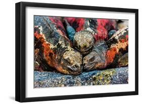 Iguanas, Espanola Island, Galapagos Islands, Ecuador, South America-Laura Grier-Framed Photographic Print